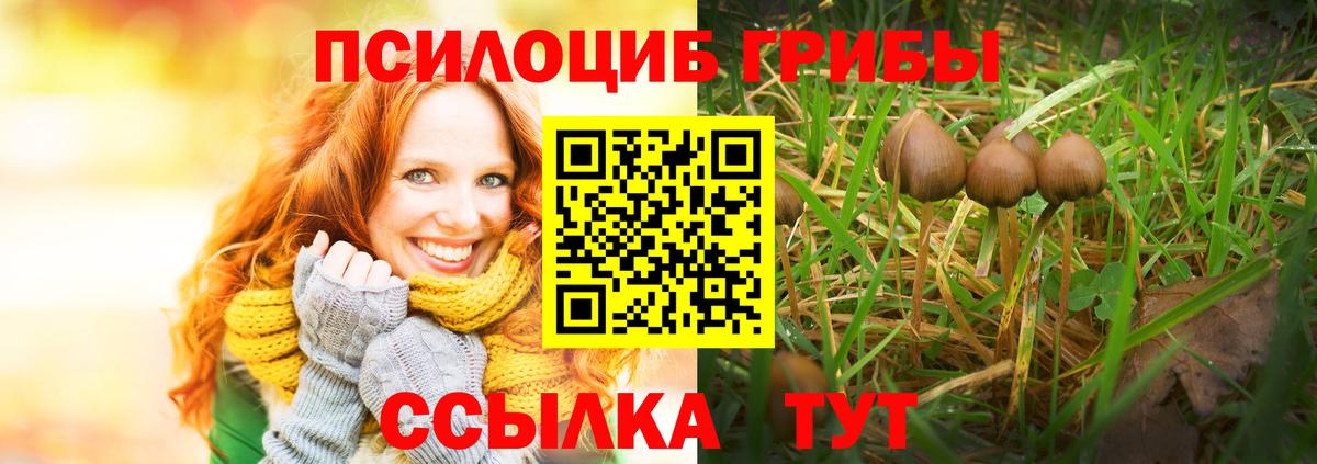 Галлюциногенные грибы Psilocybine cubensis Кондопога